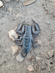 Hadogenes troglodytes