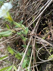 Gentiana scabrida