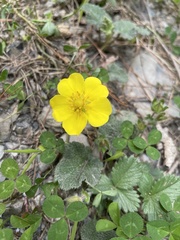 Potentilla matsumurae