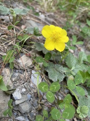 Potentilla matsumurae