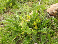 Astragalus boreoafricanus