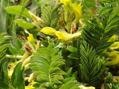 Astragalus boreoafricanus