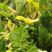 Astragalus boreoafricanus - Photo (c) Aissa Djamel Filali, alguns direitos reservados (CC BY-SA), uploaded by Aissa Djamel Filali