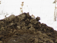 Montifringilla davidiana