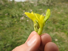 Astragalus boreoafricanus
