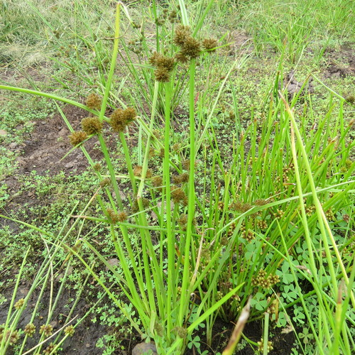 Cyperus difformis image