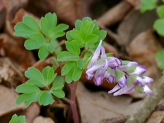 Corydalis pumila