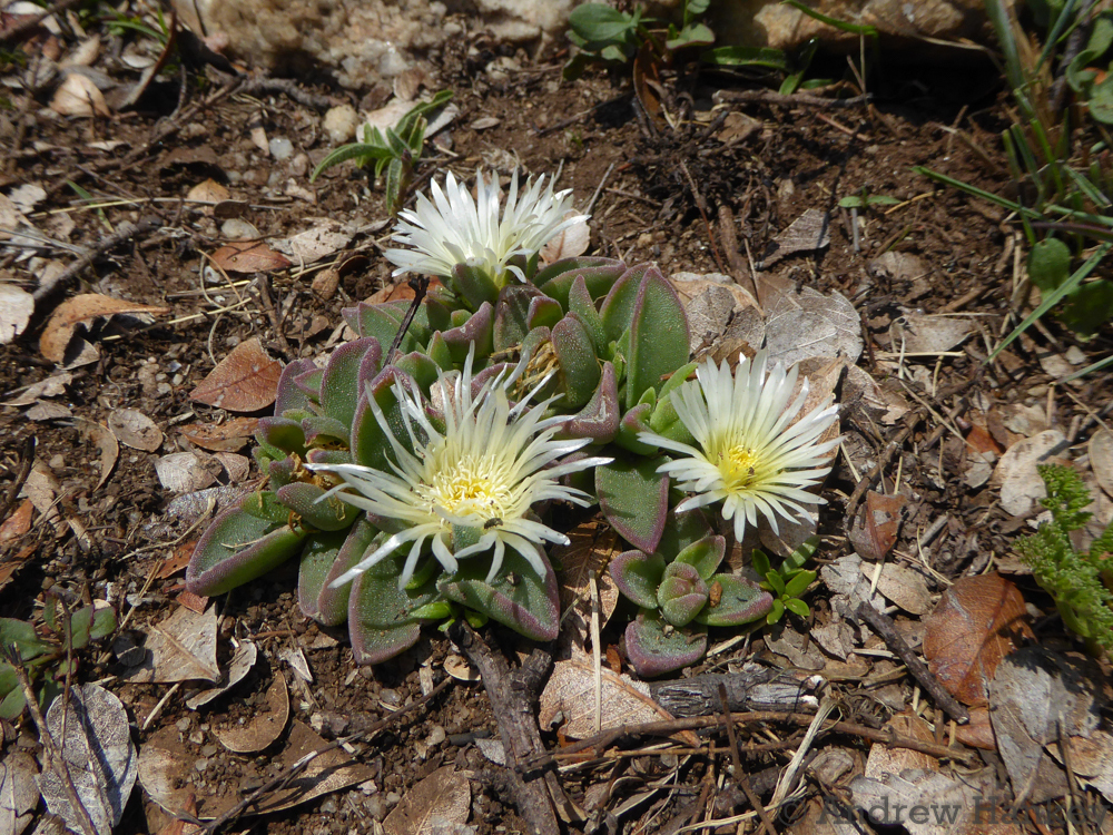 Delosperma deilanthoides