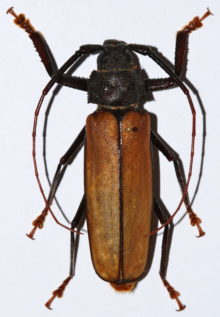 Aulacotoma