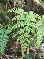 Athyrium delavayi subrigescens
