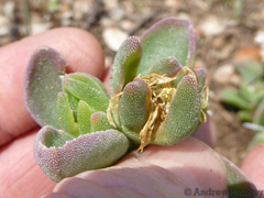 Delosperma deilanthoides