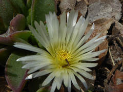 Delosperma deilanthoides