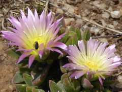 Delosperma deilanthoides