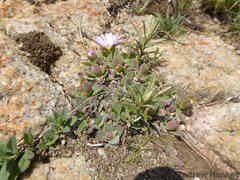 Delosperma deilanthoides