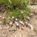 Oxygonum - Photo (c) Andrew Hankey, some rights reserved (CC BY-SA), uploaded by Andrew Hankey