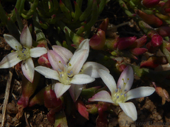 Oxygonum delagoense