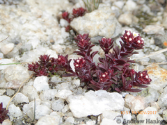 Crassula setulosa deminuta