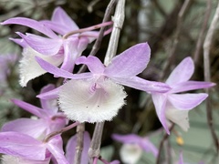 Dendrobium aphyllum