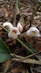 Acanthophippium striatum