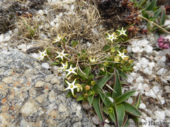 Brachystelma stellatum