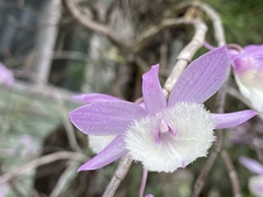 Dendrobium aphyllum