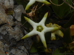 Brachystelma stellatum