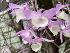 Dendrobium aphyllum