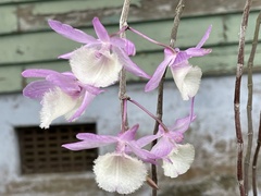 Dendrobium aphyllum