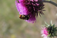 Bombus cullumanus