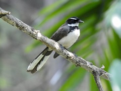 Rhipidura nigritorquis
