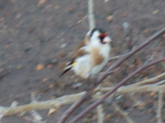 Carduelis carduelis