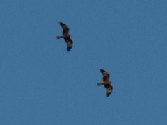 Milvus migrans
