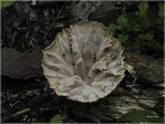 Cymatoderma caperatum