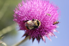 Bombus cullumanus