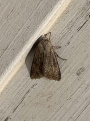 Orthosia rubescens