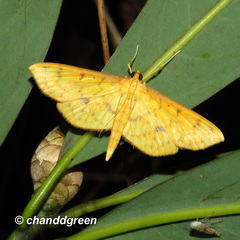 Endocrossis caldusalis