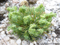 Psammotropha myriantha