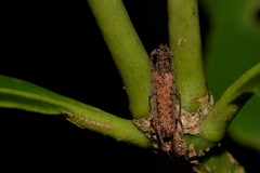 Phlyctaenodes pustulata