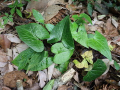 Asarum caudigerum