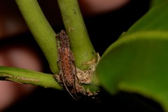 Phlyctaenodes pustulata