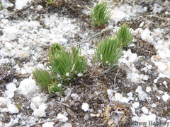Psammotropha myriantha