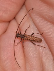 Phlyctaenodes pustulata