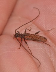 Phlyctaenodes pustulata
