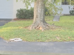 Sciurus carolinensis