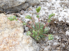 Psammotropha myriantha