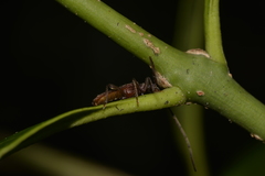 Phlyctaenodes pustulata