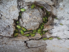 Urolabida