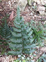 Diplazium mettenianum
