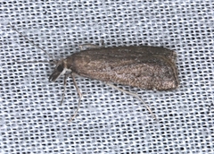 Uresiphita ornithopteralis