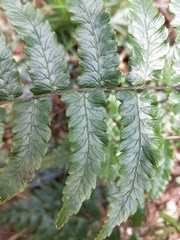 Diplazium mettenianum